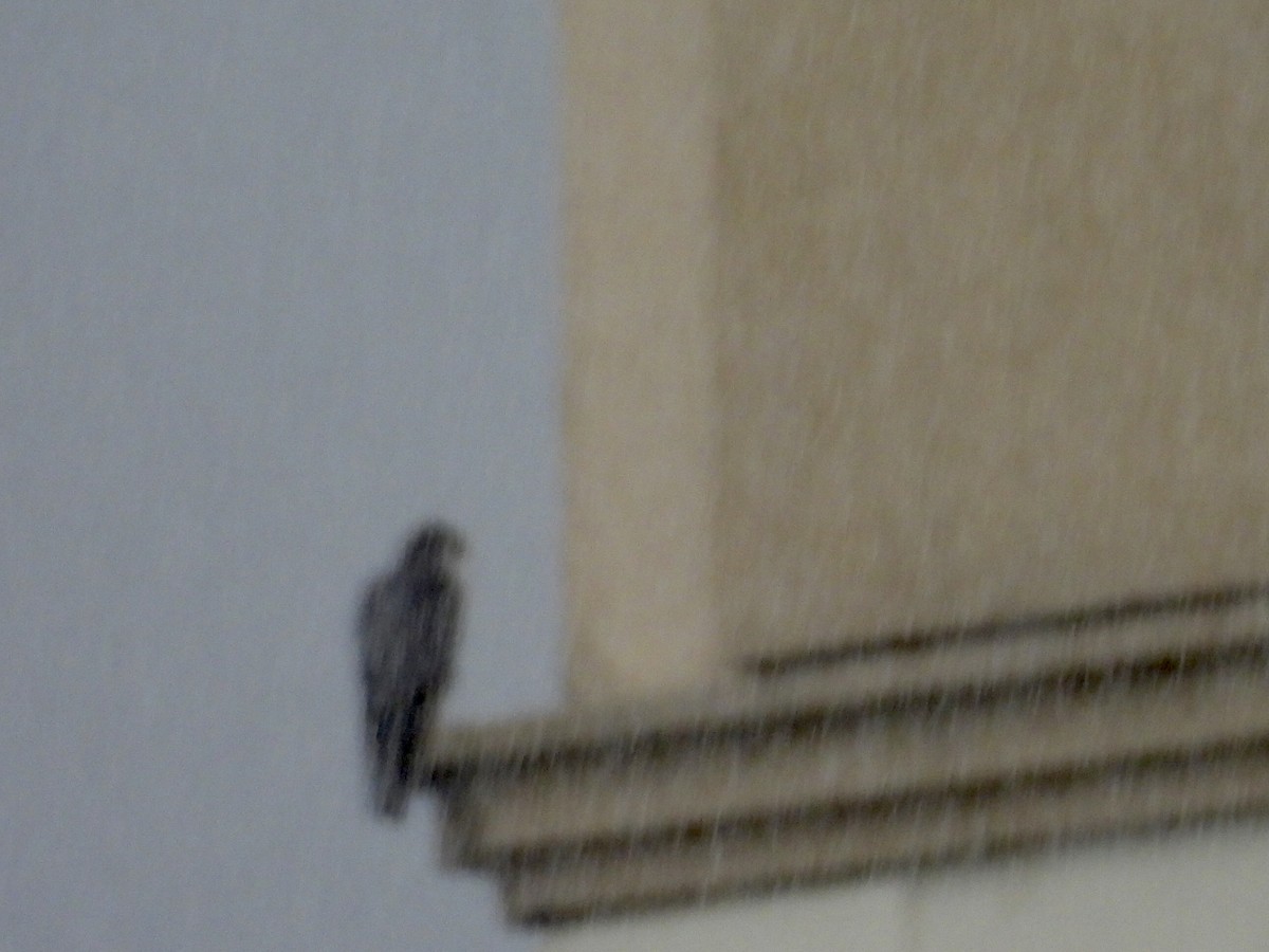 Halcón Peregrino - ML646686106