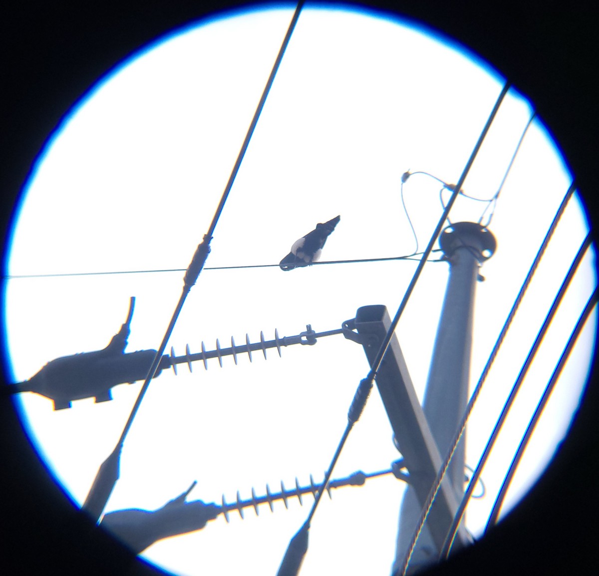 Oriental Magpie - ML646686107