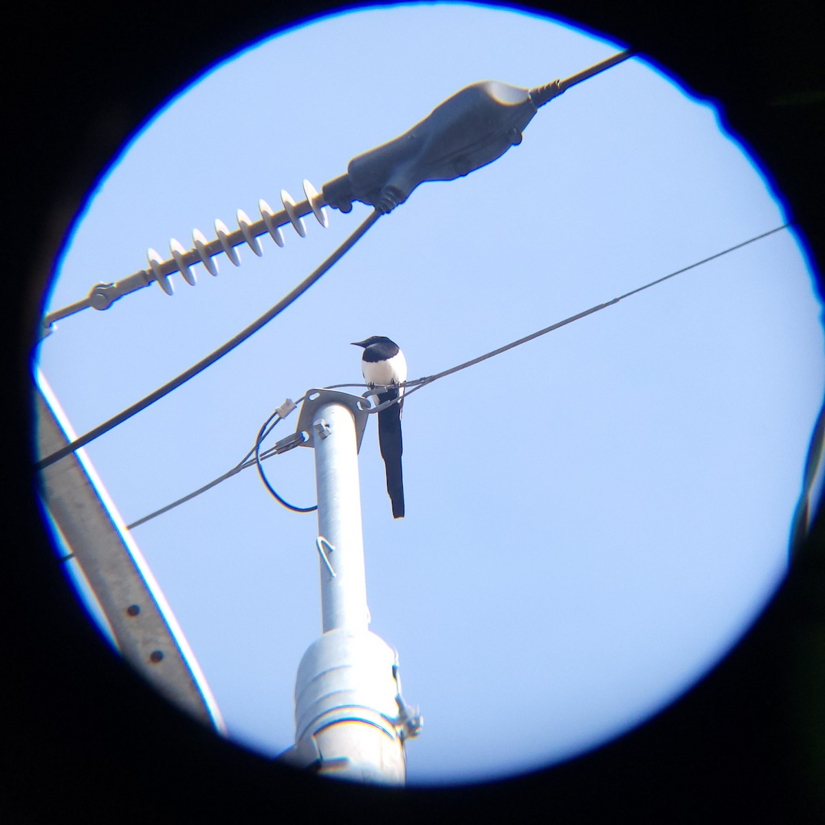 Oriental Magpie - ML646686108