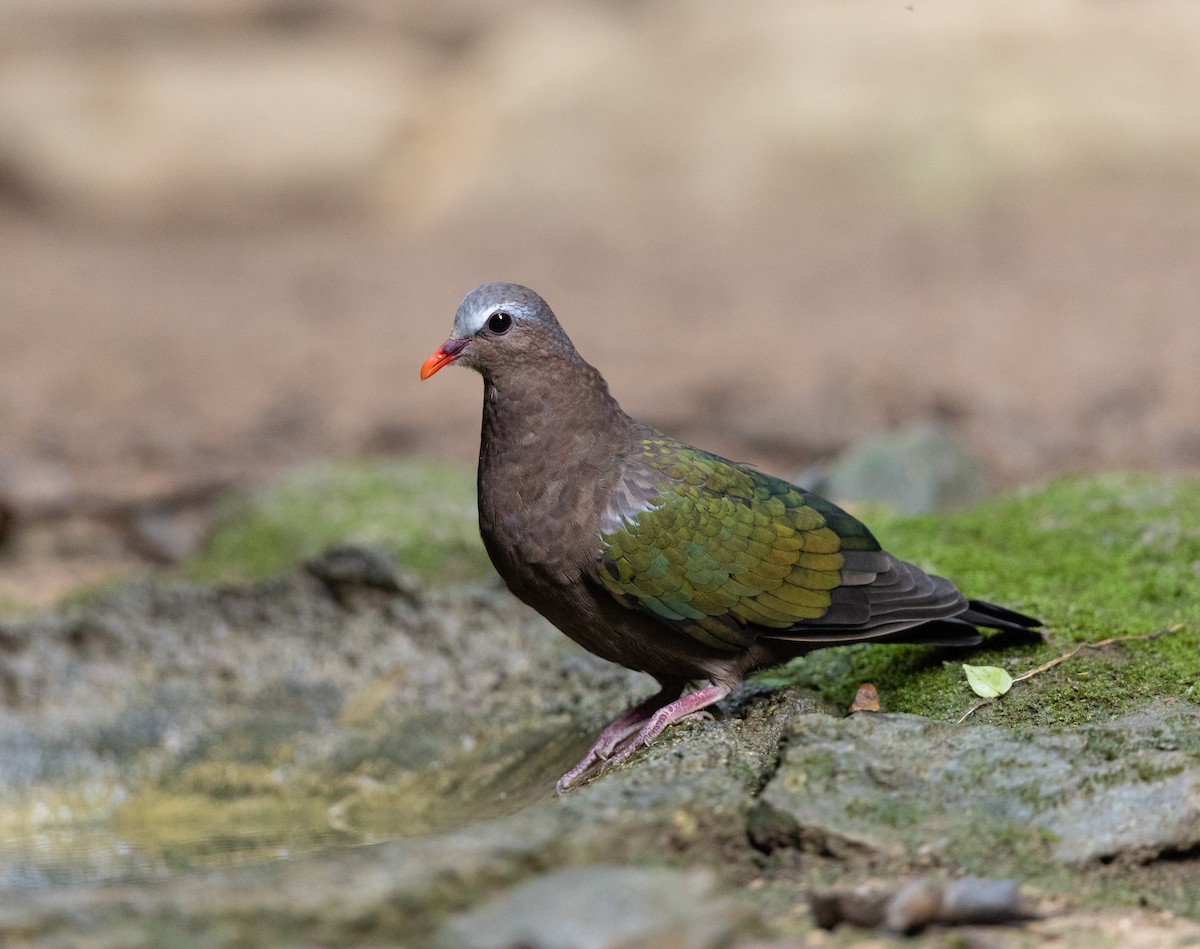 キンバト - ML646686109