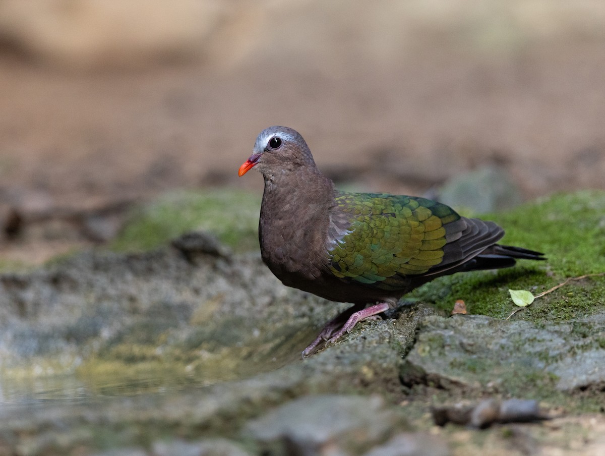 キンバト - ML646686110