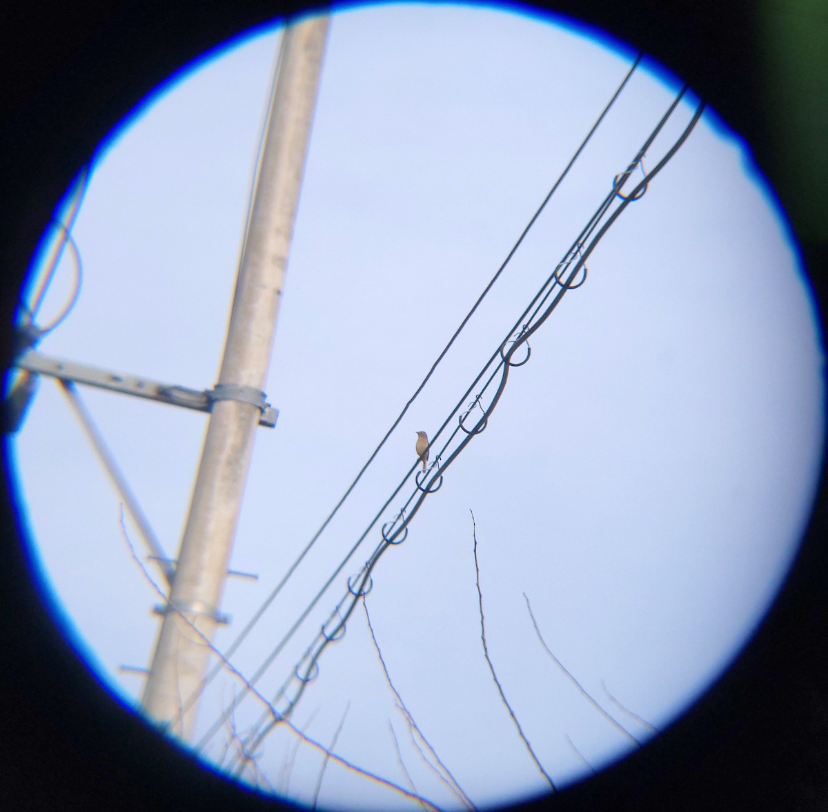 Daurian Redstart - ML646686111