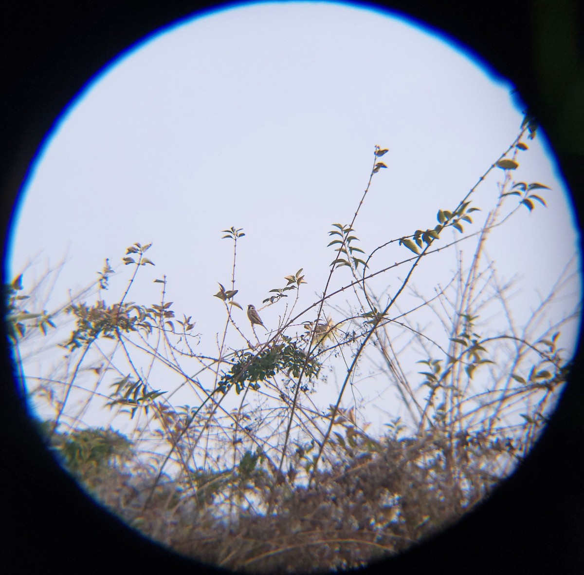 Eurasian Tree Sparrow - ML646686114