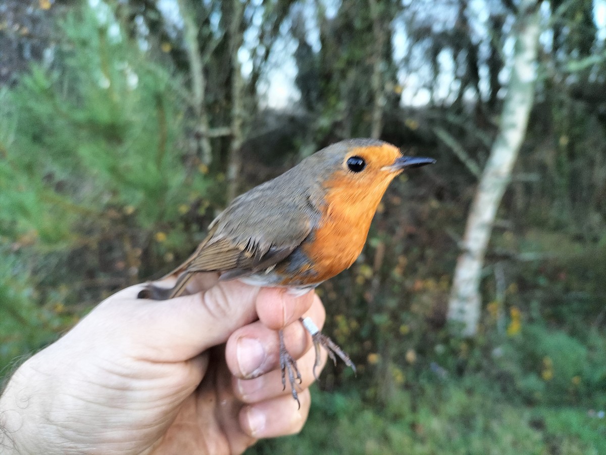 Вільшанка - ML646686115