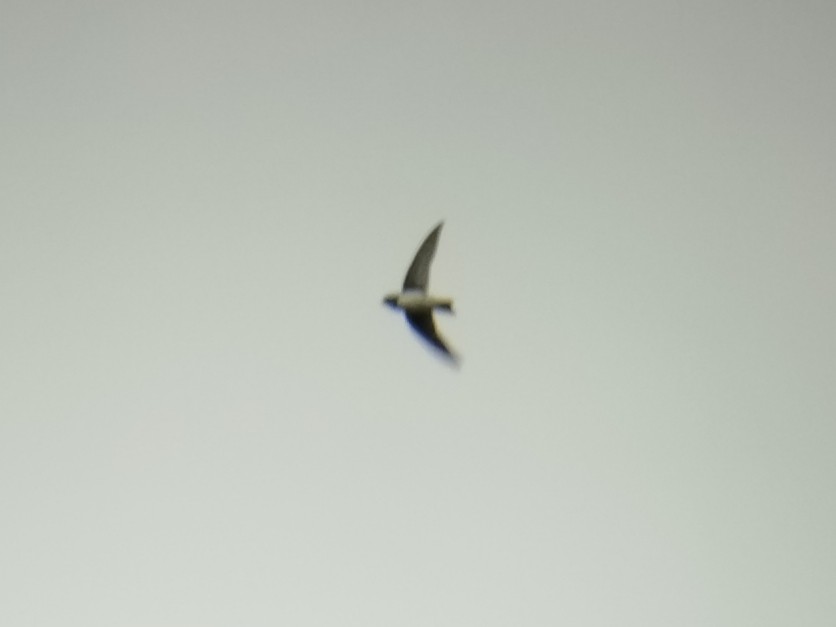 灰沙燕 - ML646686116