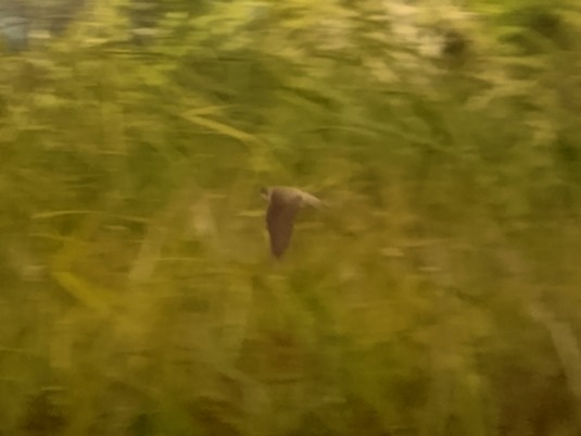 灰沙燕 - ML646686117