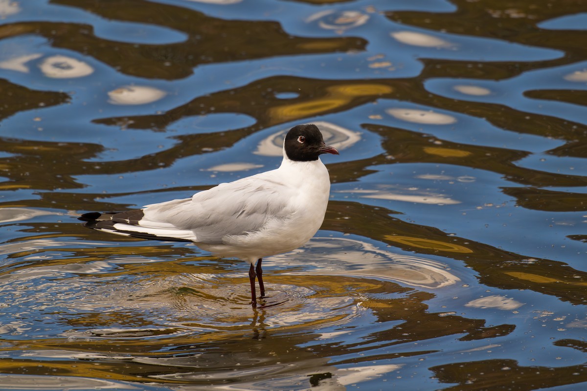 Andean Gull - ML646686120