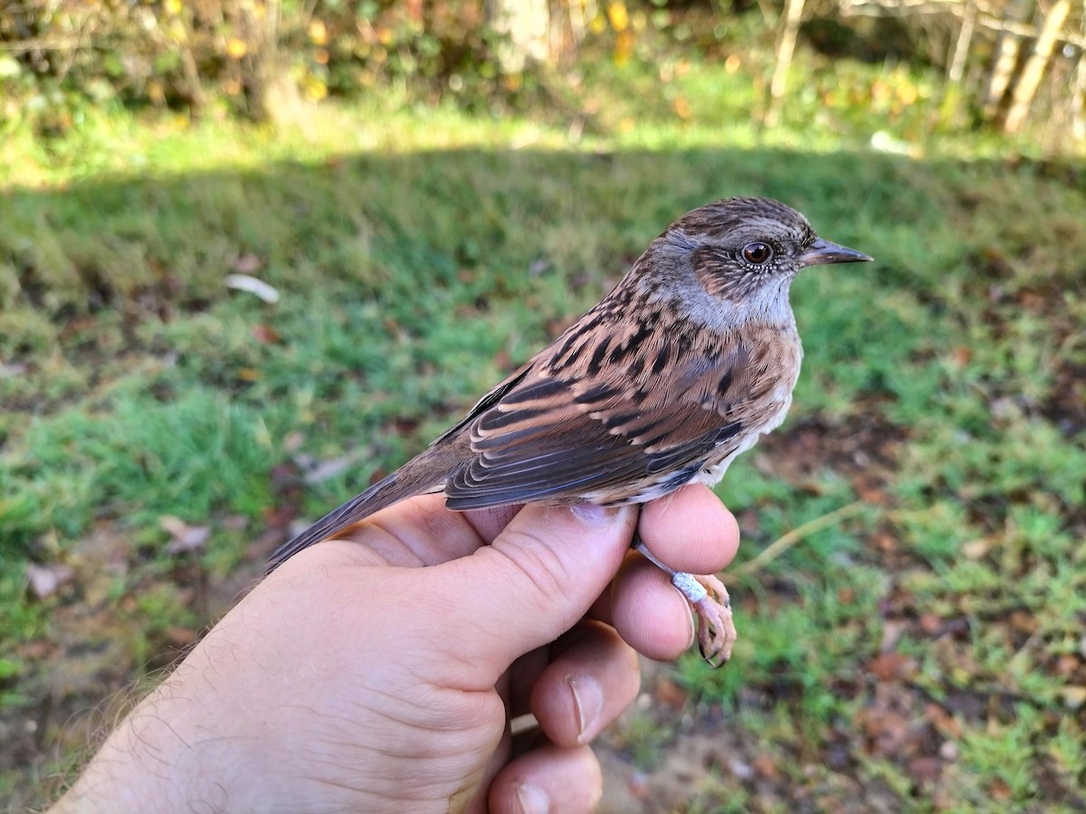 Тинівка лісова - ML646686121