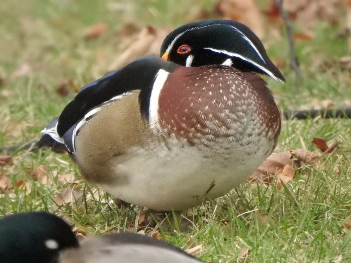 Wood Duck - ML646686124