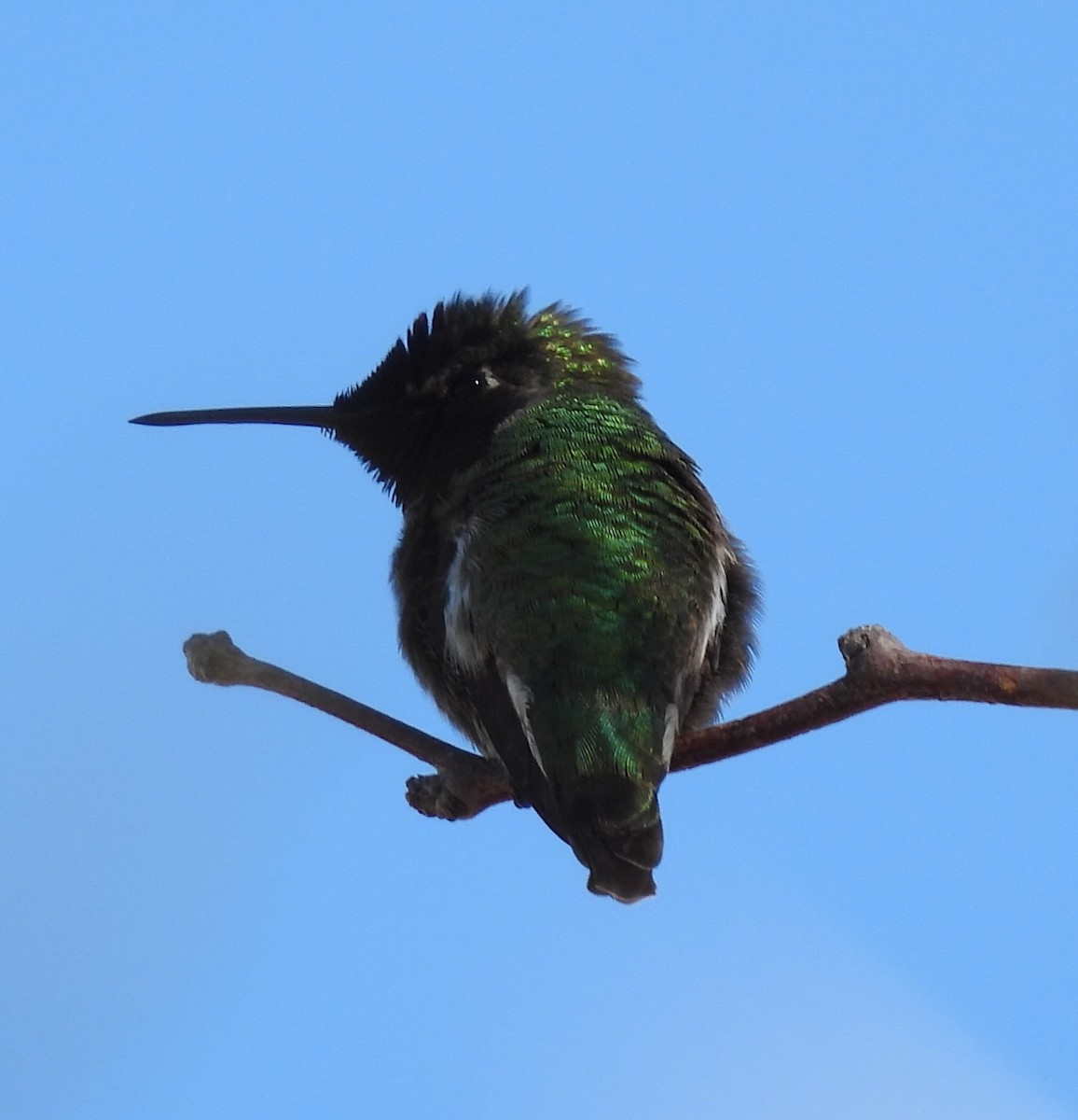 Colibri d'Anna - ML646686128