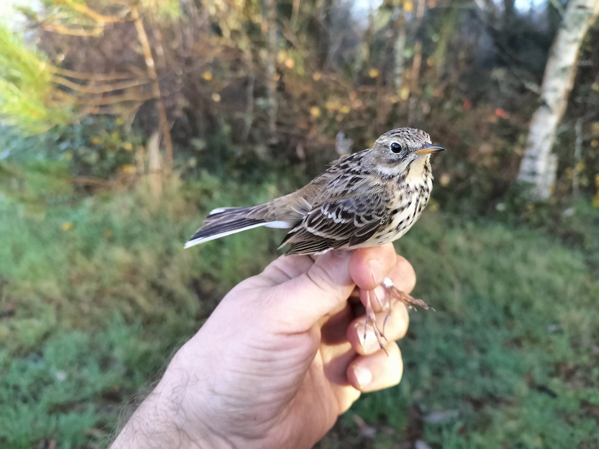 Negu-txirta - ML646686129