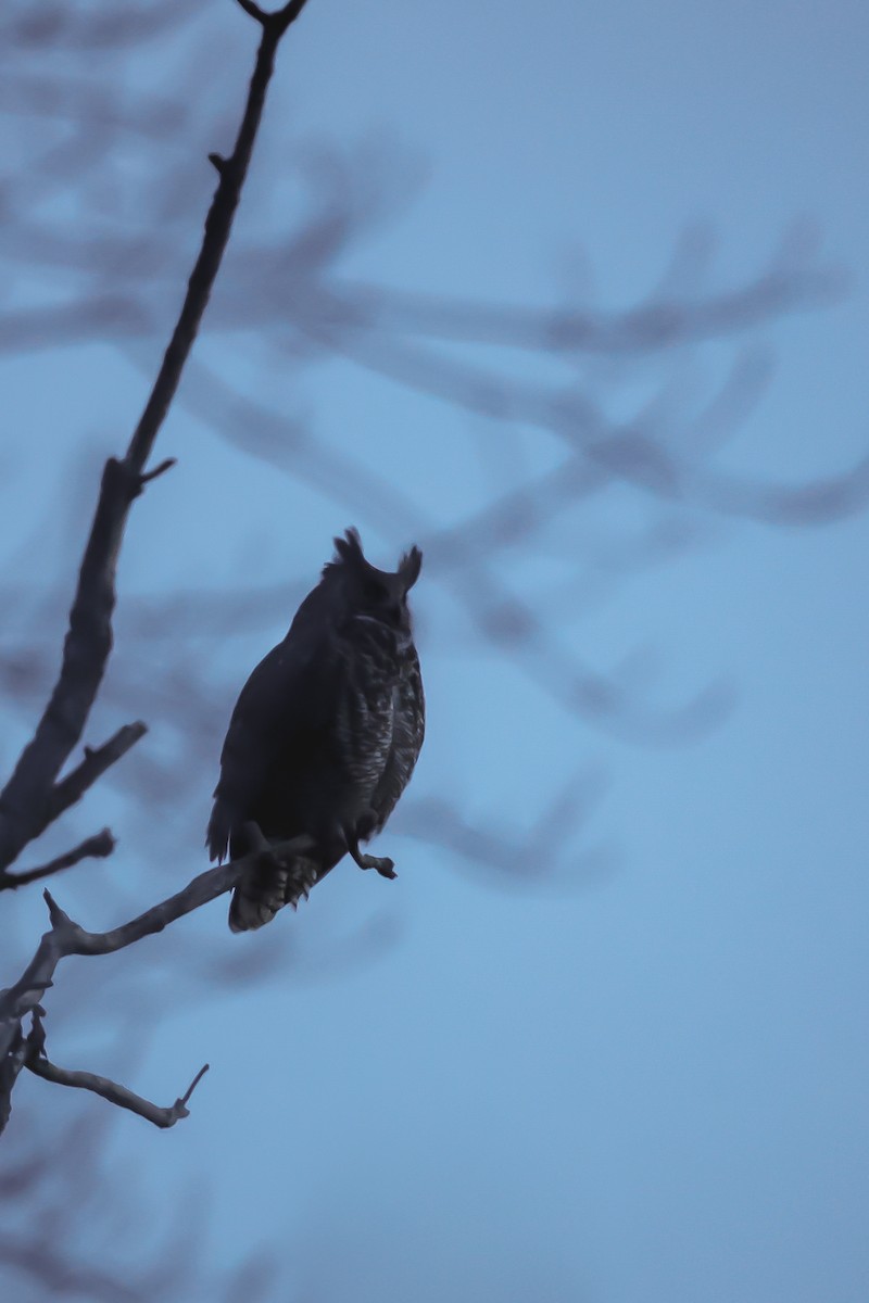 Hontz virginiarra - ML646686130