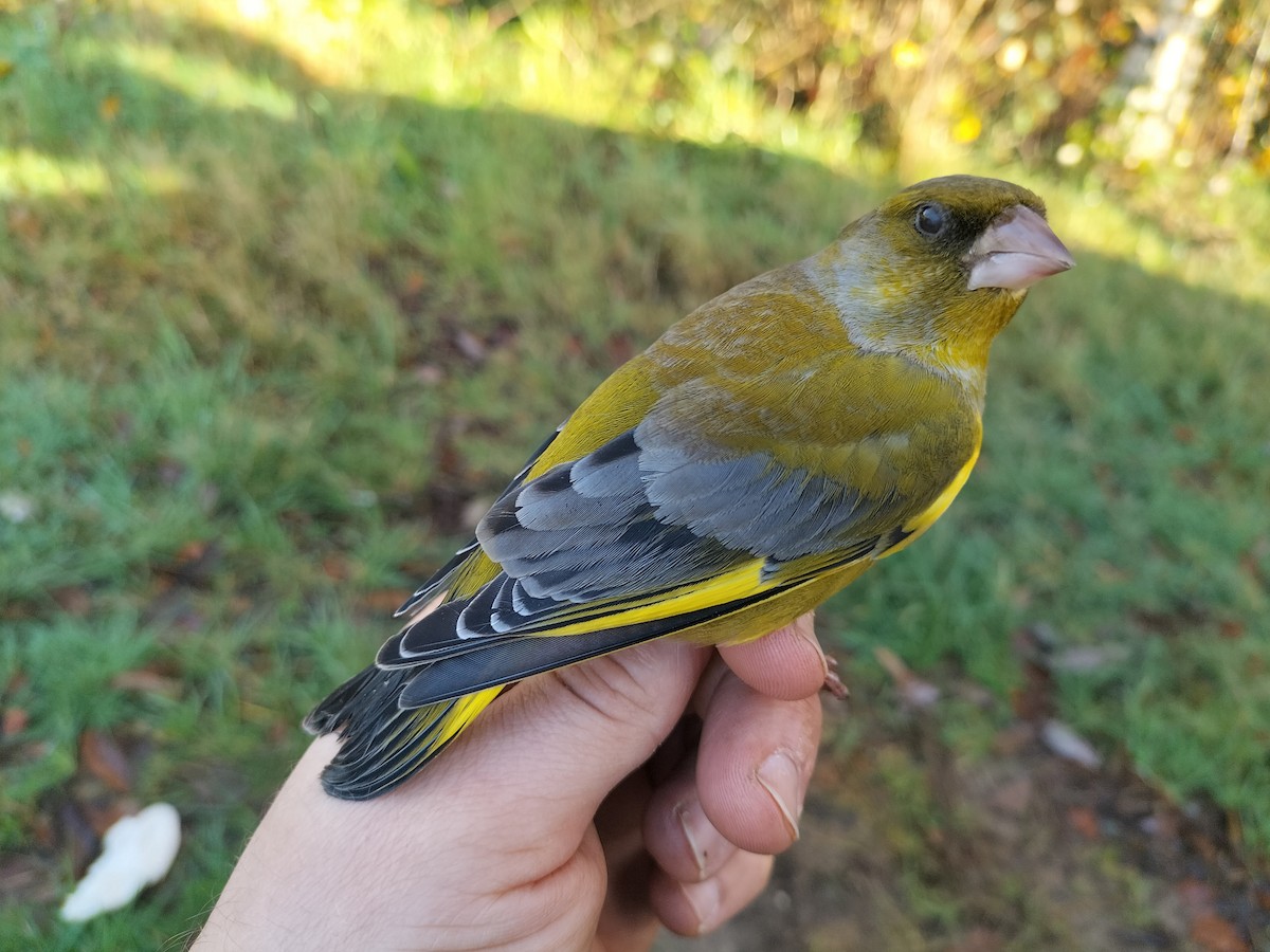 Txorru arrunta - ML646686131