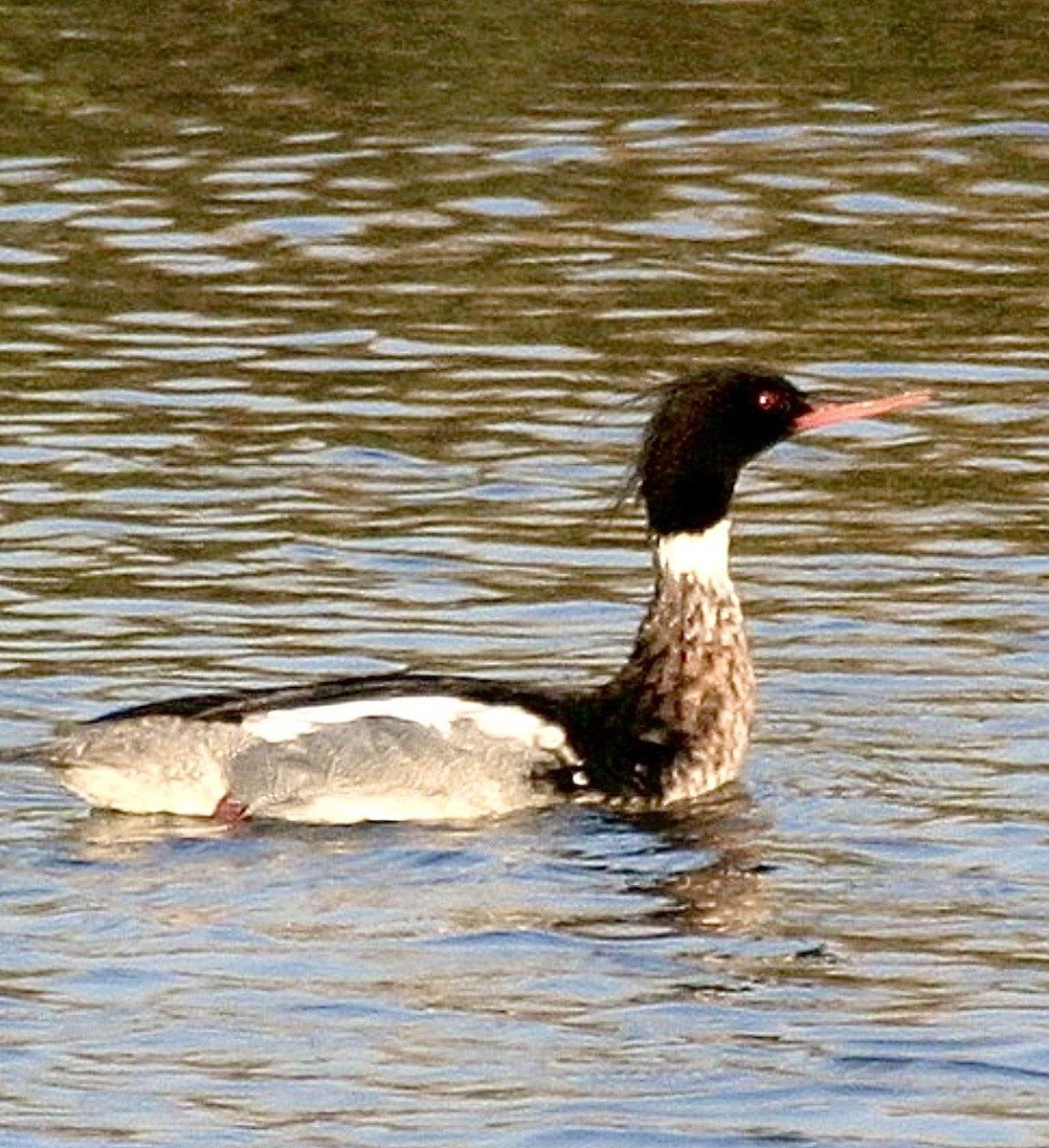 Zerra ertaina - ML646686132