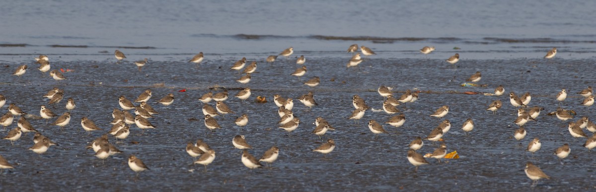 Txirritxo tibetarra - ML646686133