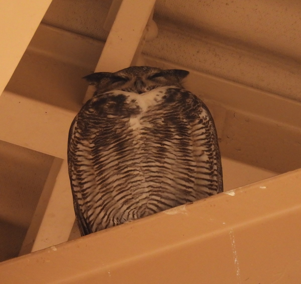 Hontz virginiarra - ML646686134