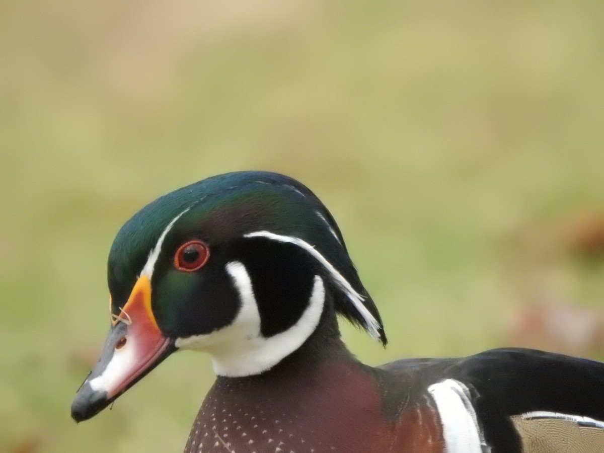 Ahate karolinarra - ML646686135