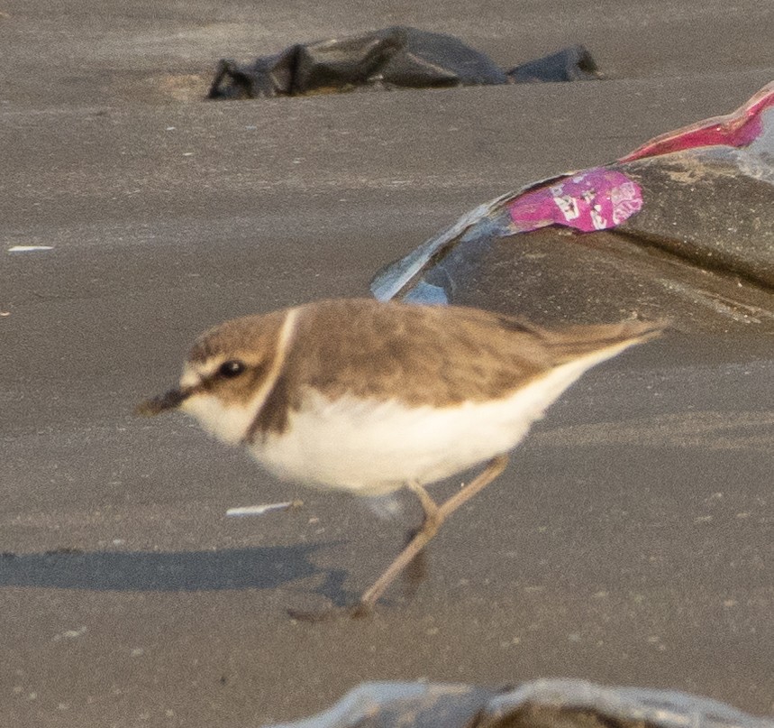 Txirritxo hankabeltza - ML646686137