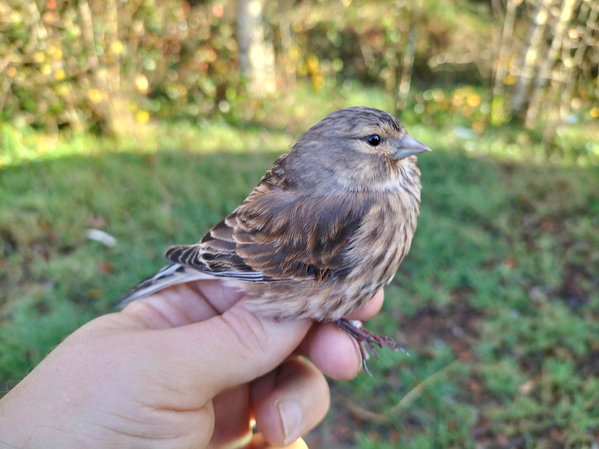 Txoka arrunta - ML646686138