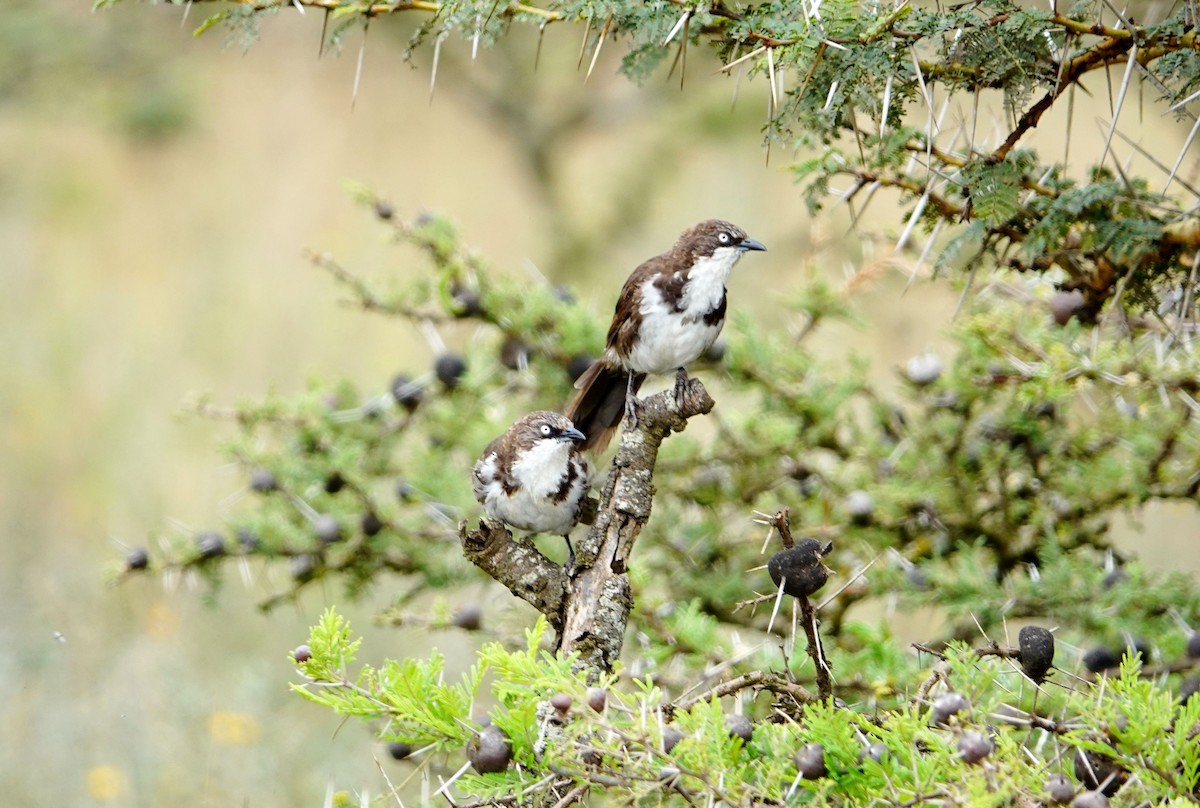 Northern Pied-Babbler - ML646686139