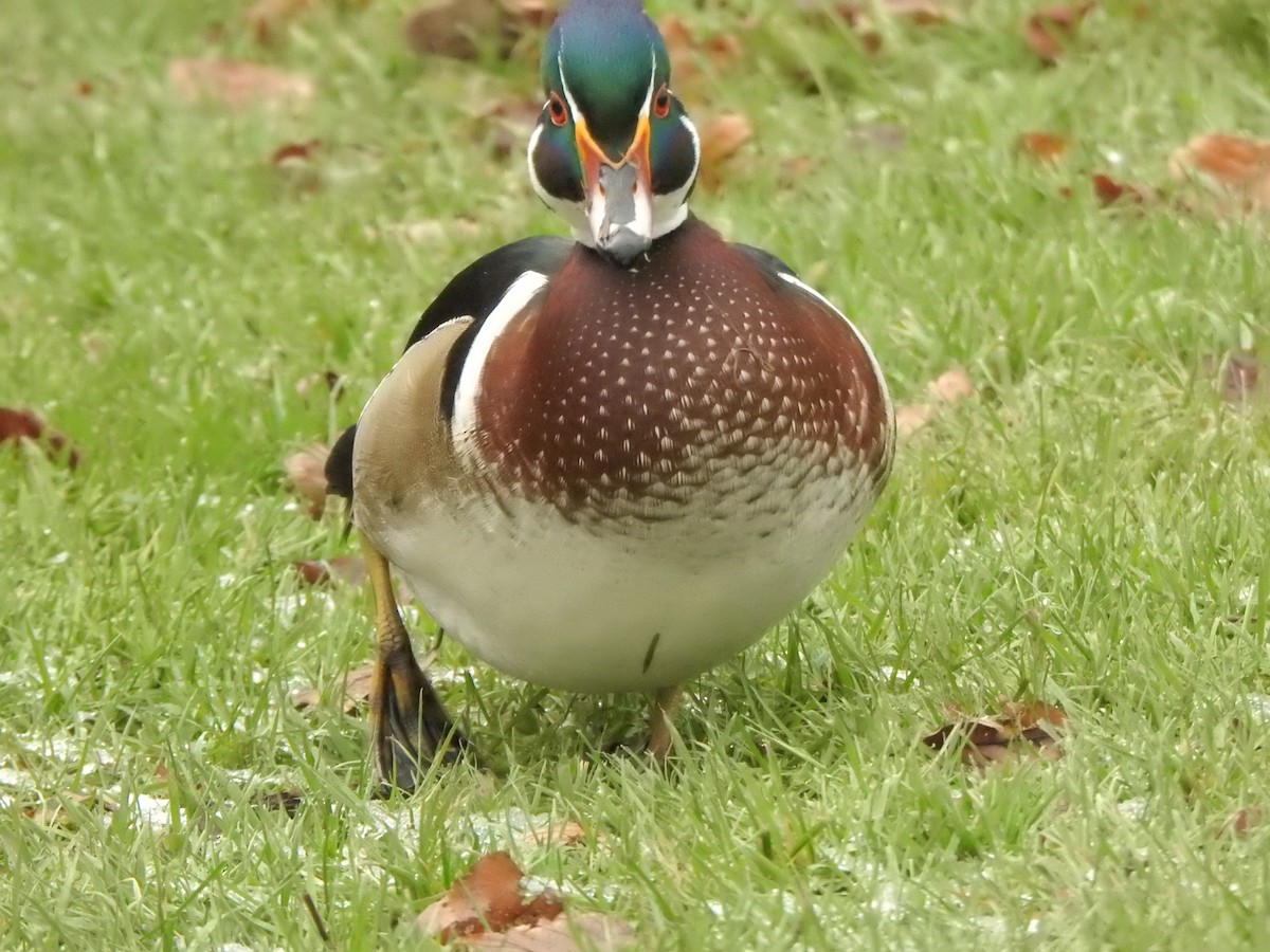 Ahate karolinarra - ML646686143