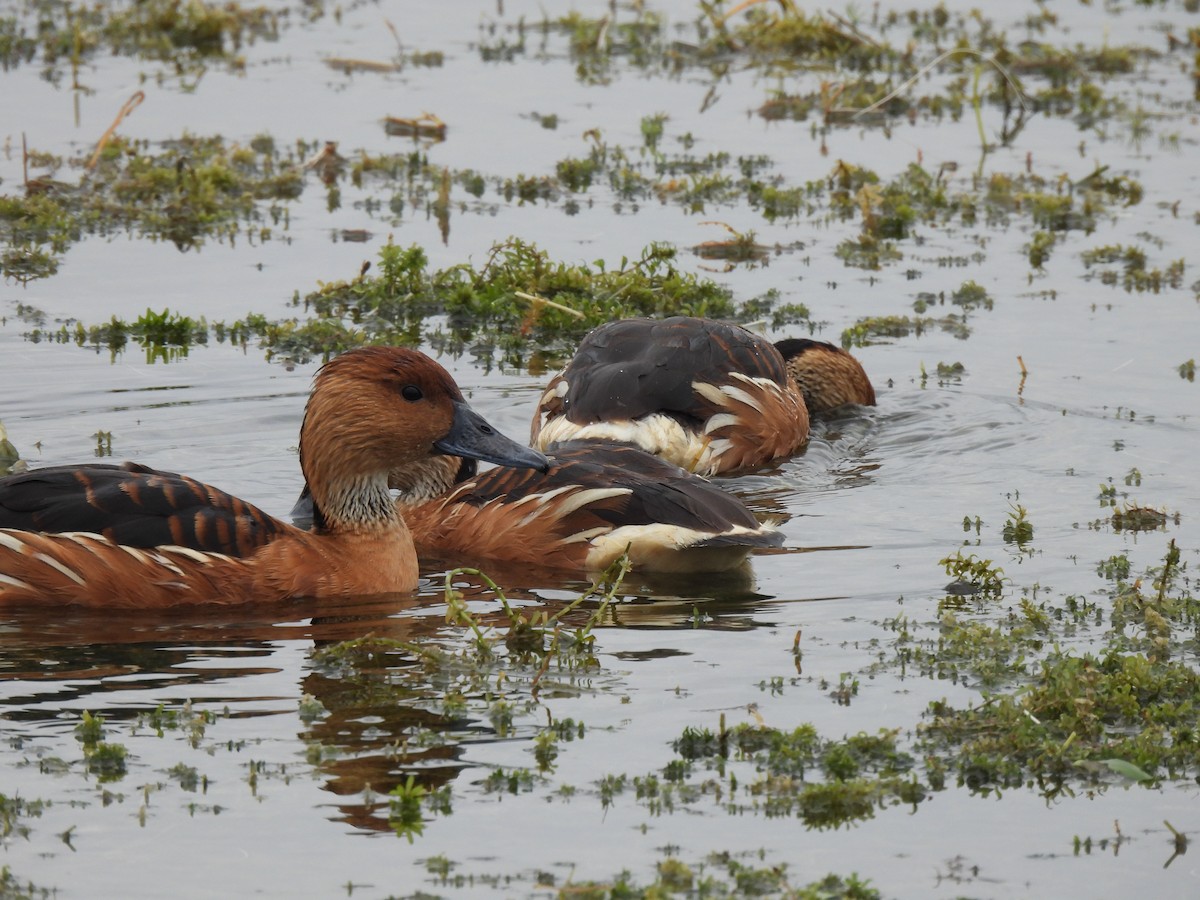 Zuhaitz-ahate kolorebikoa - ML646686144