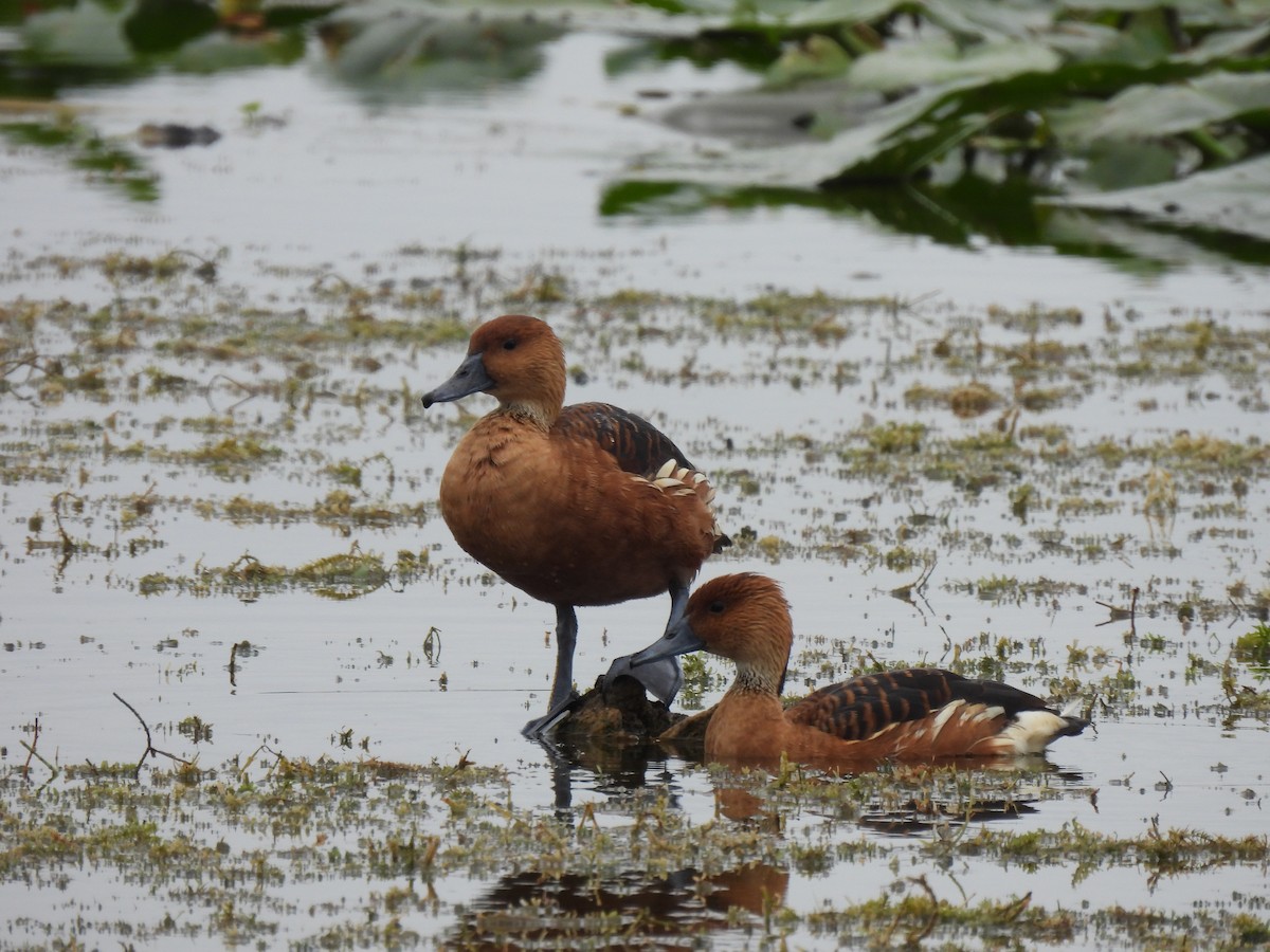 Zuhaitz-ahate kolorebikoa - ML646686145