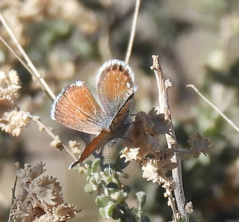 Western Pygmy-Blue - ML646686147