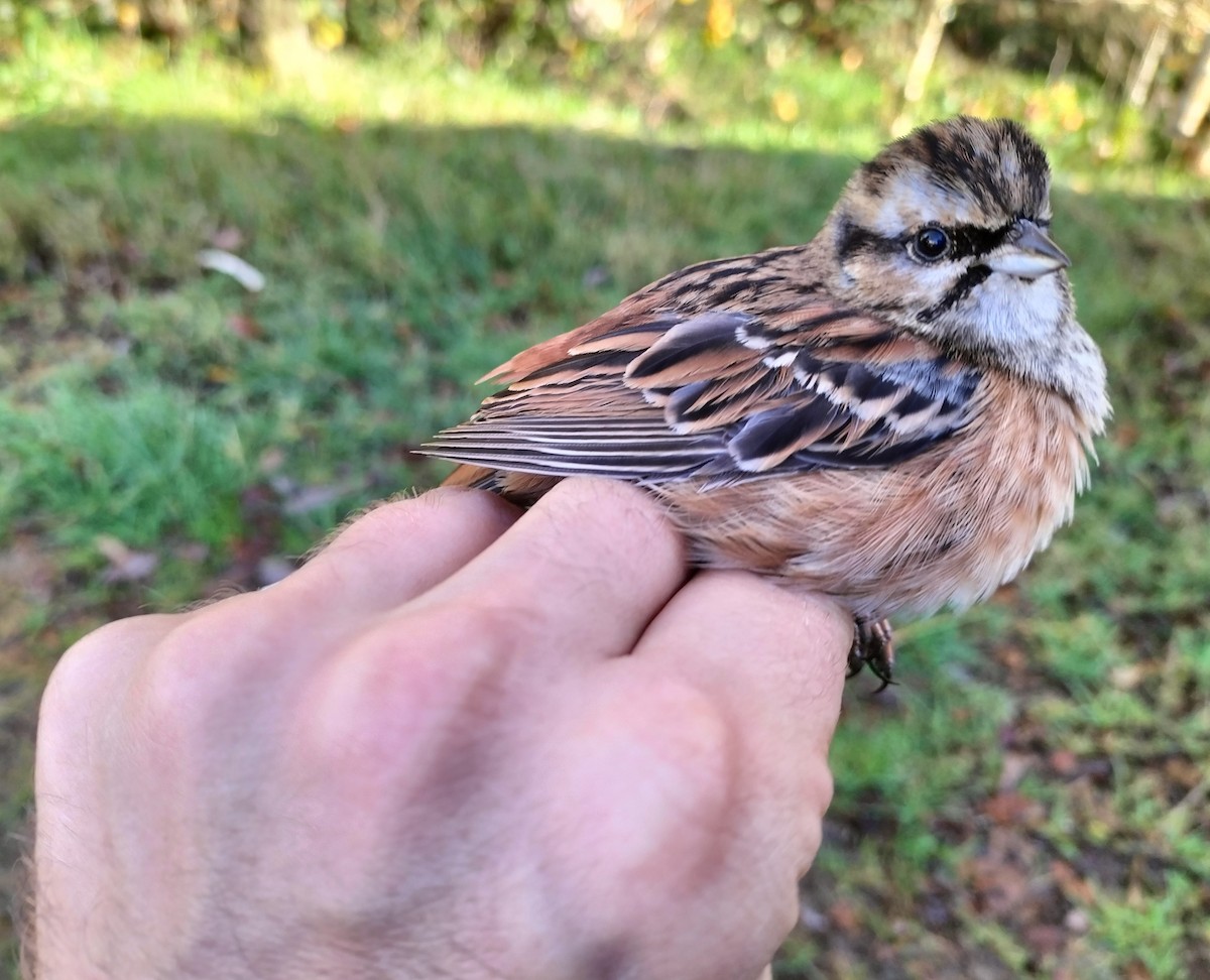 Mendi-berdantza - ML646686148