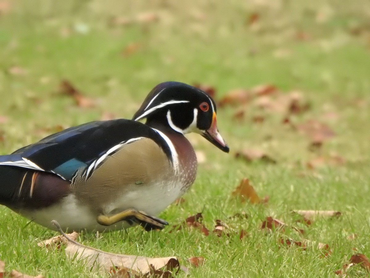 Ahate karolinarra - ML646686151