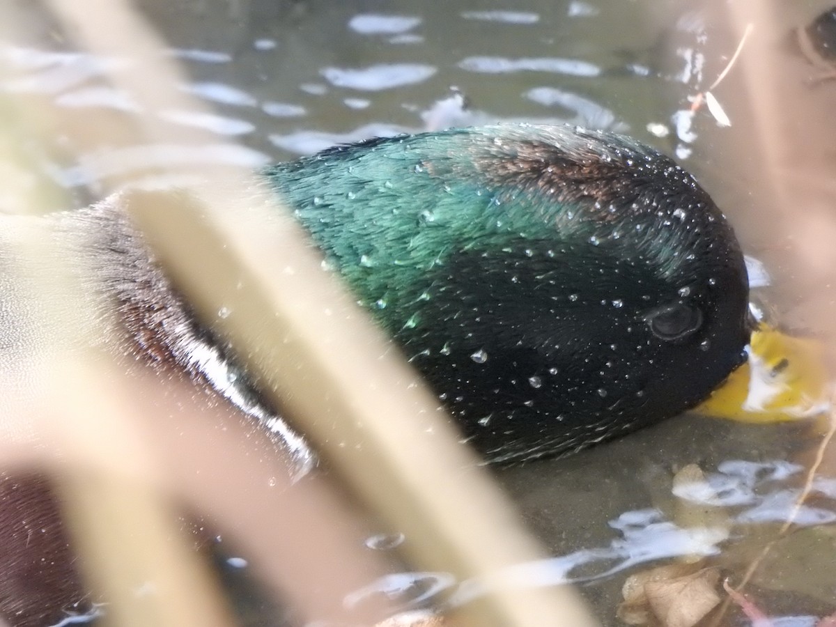 Basahatea - ML646686152