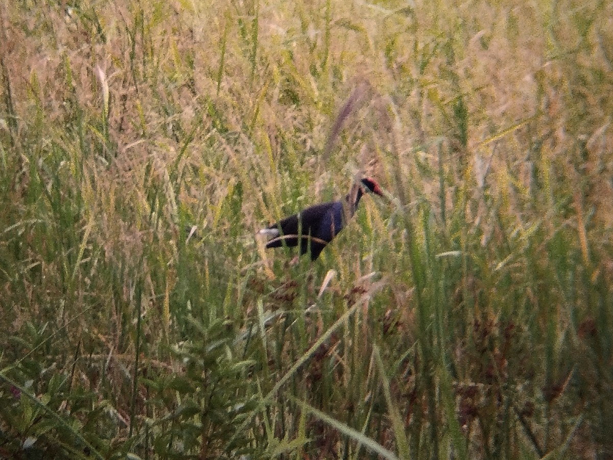 Black-backed Swamphen - ML646686153