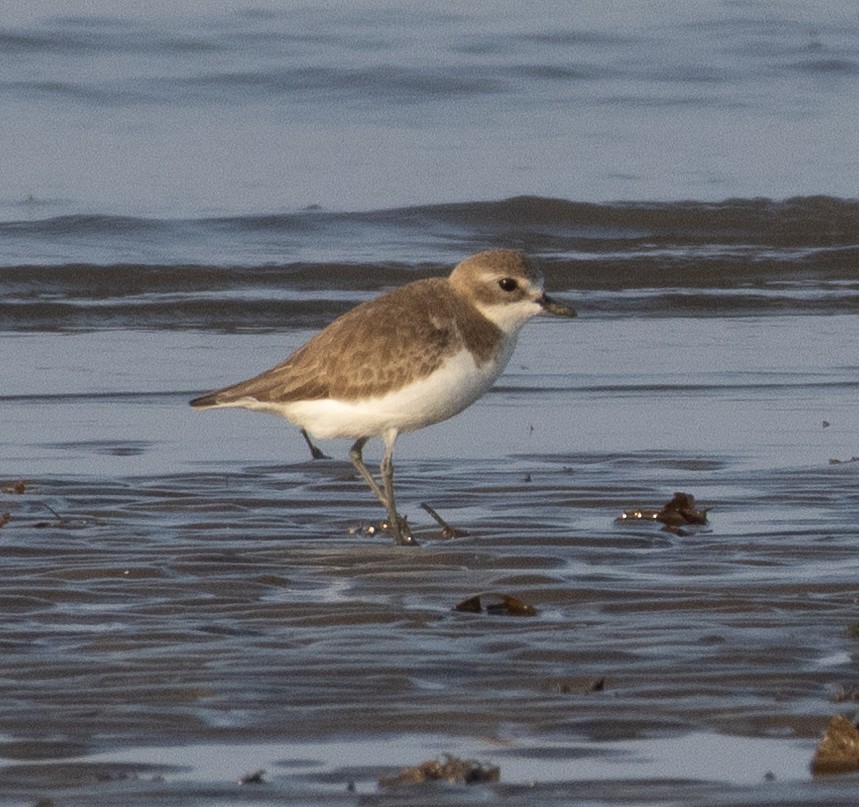 Txirritxo tibetarra - ML646686154