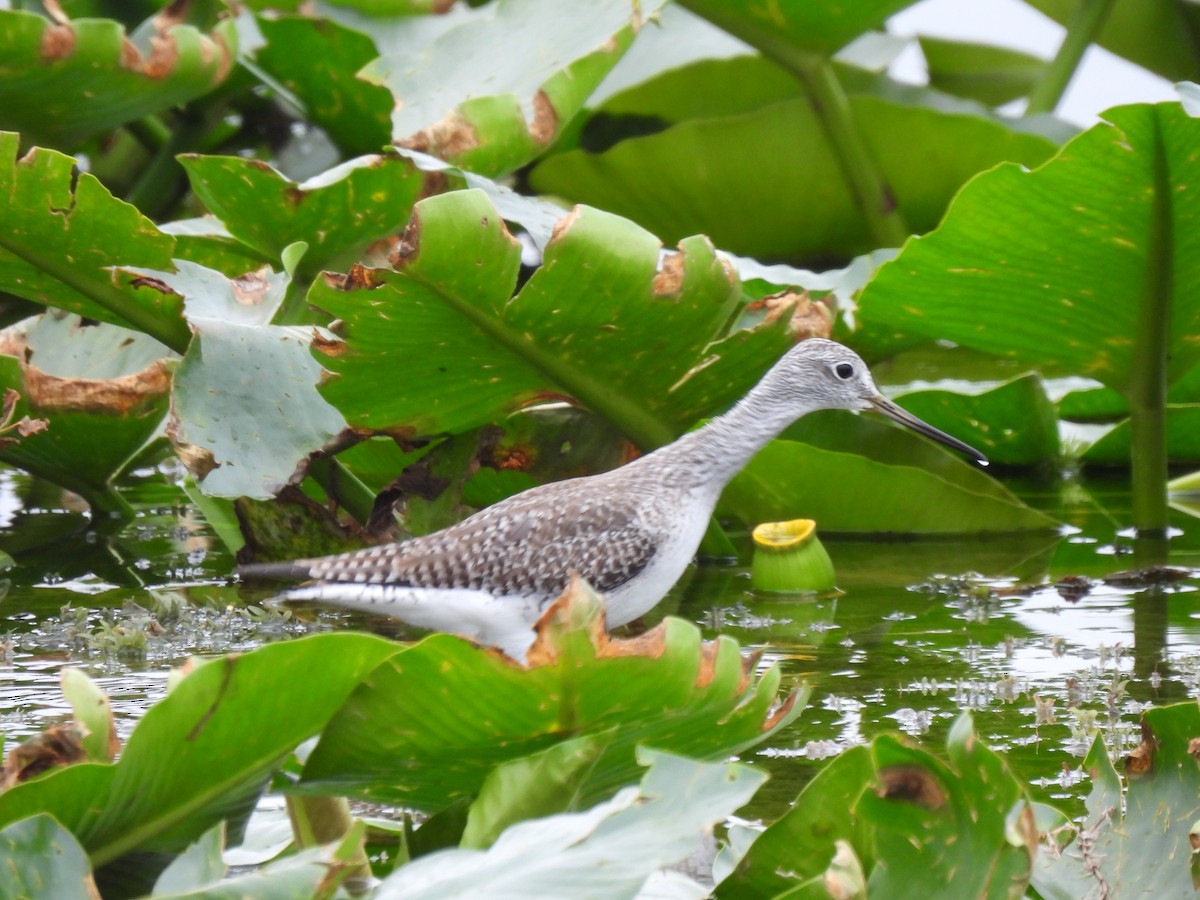 Kuliska hankahori handia - ML646686155