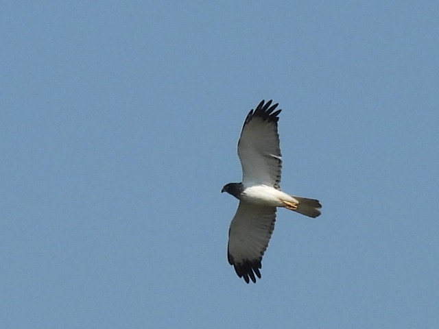 Pied Harrier - ML646686156