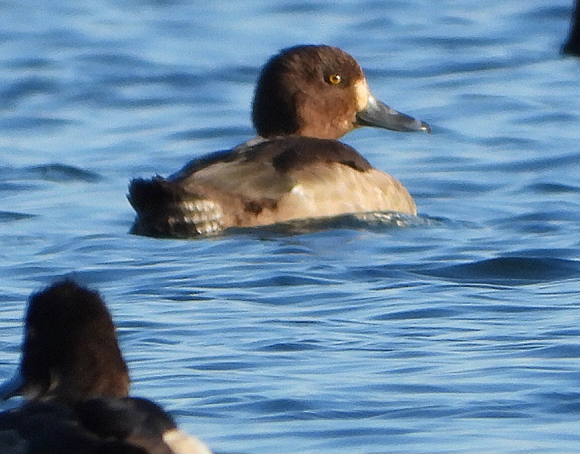 Murgilari mottoduna x handia (hibridoa) - ML646686157