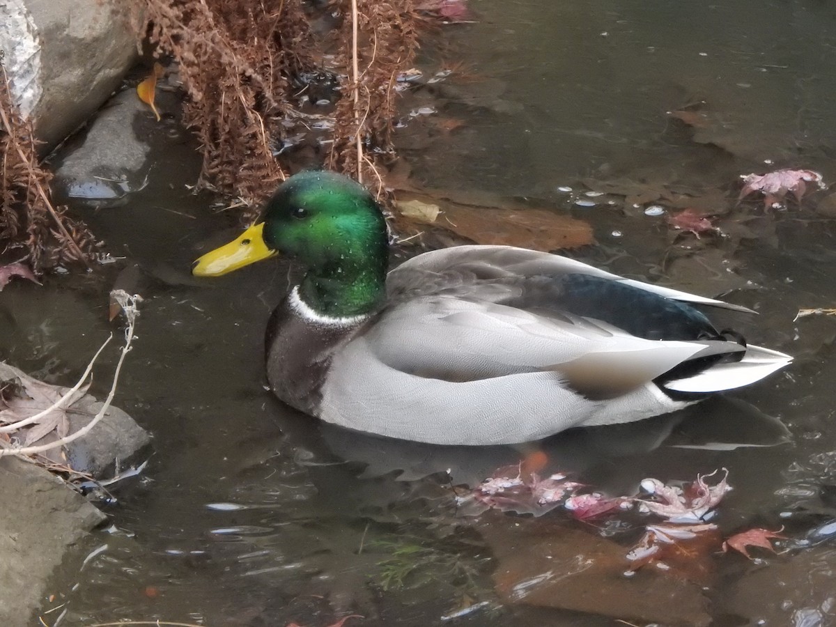 Basahatea - ML646686158