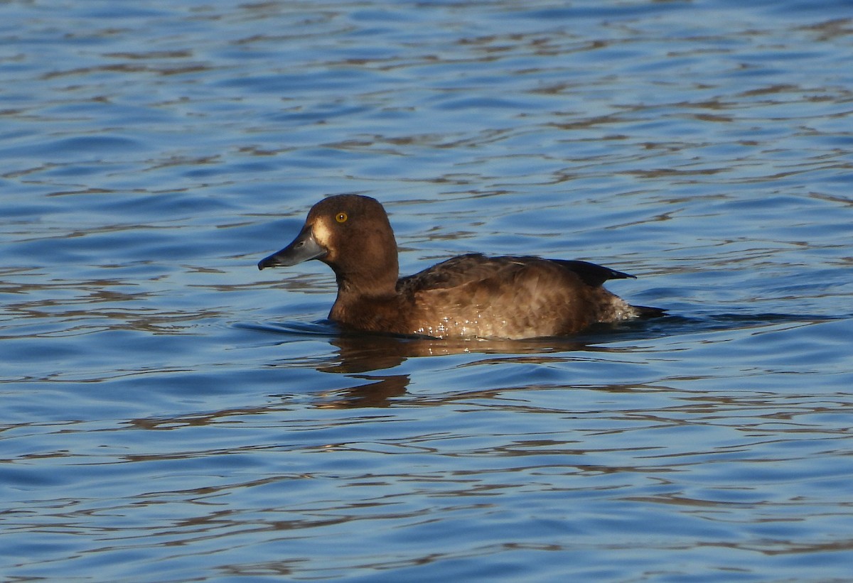 Murgilari mottoduna x handia (hibridoa) - ML646686159