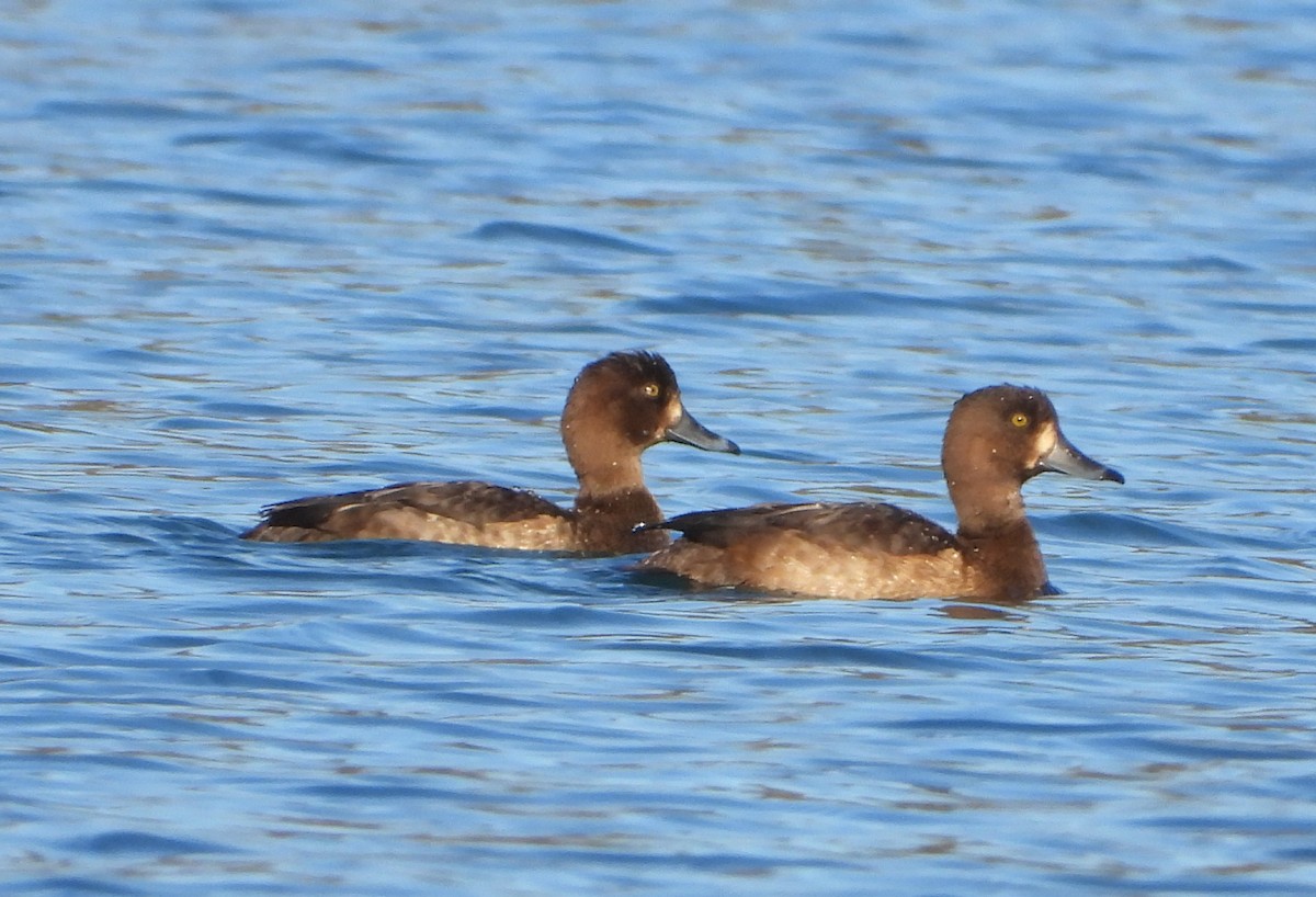 Murgilari mottoduna x handia (hibridoa) - ML646686160