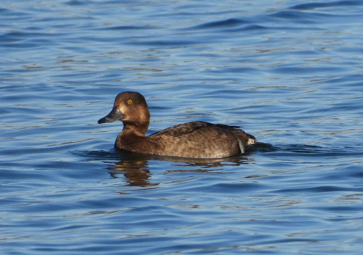 Murgilari mottoduna x handia (hibridoa) - ML646686161