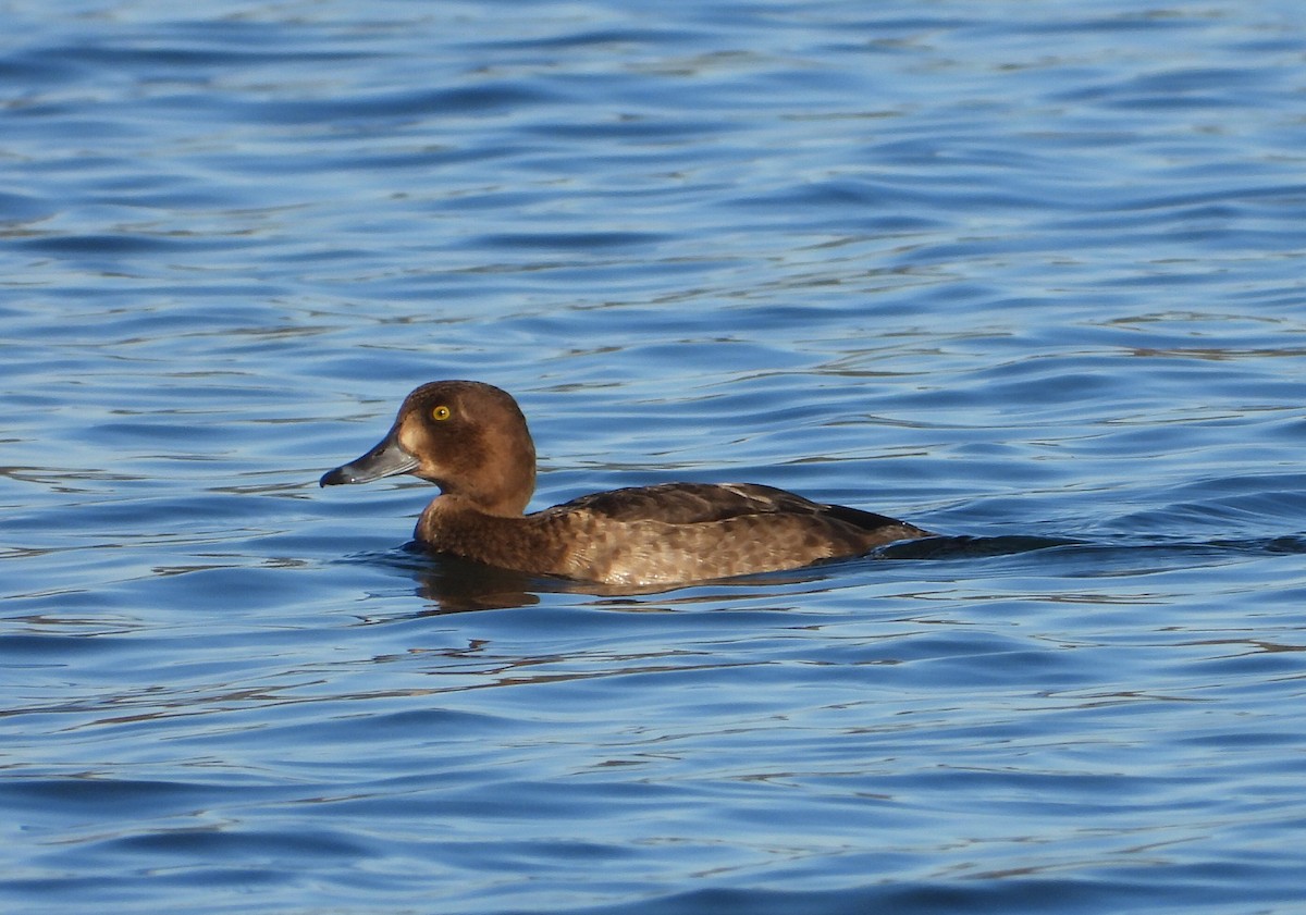 Murgilari mottoduna x handia (hibridoa) - ML646686162