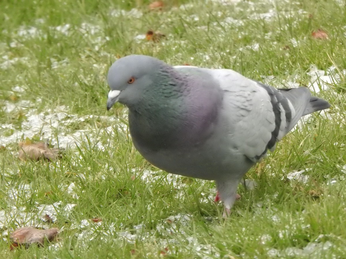 Haitz-usoa (etxekoa) - ML646686164