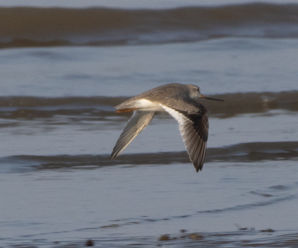 Terek kuliska - ML646686166