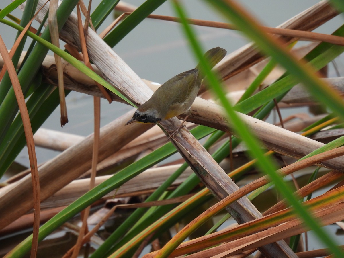 Common Yellowthroat - ML646686167