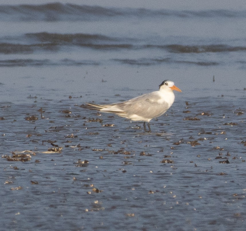 Bengalako txenada - ML646686168