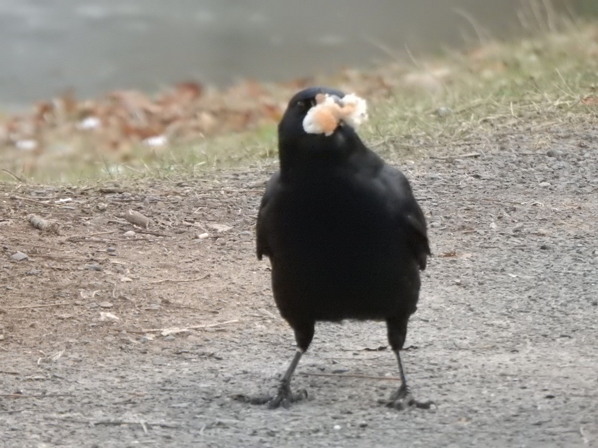 American Crow - ML646686170