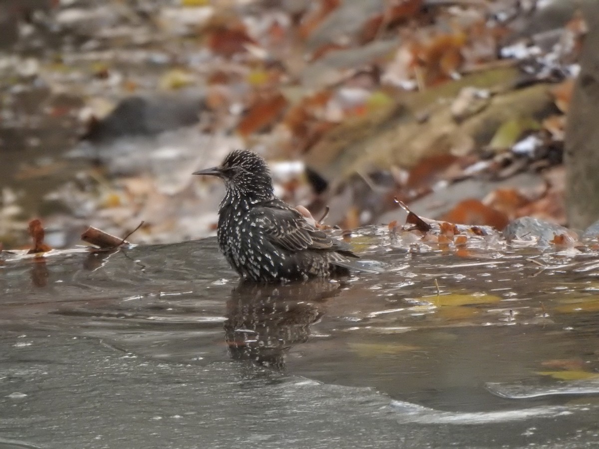 European Starling - ML646686172