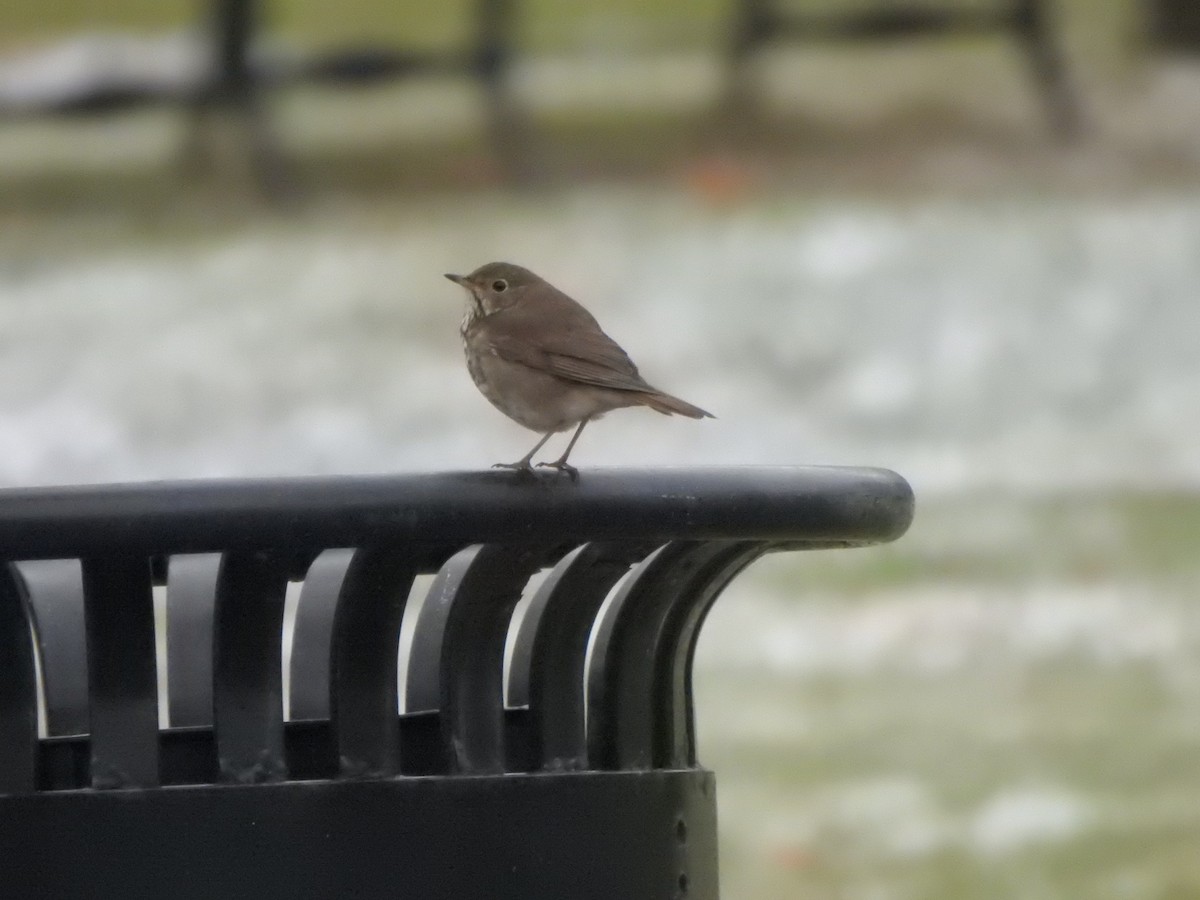 Hermit Thrush - ML646686174