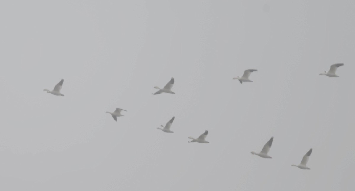 Snow Goose - ML646686183