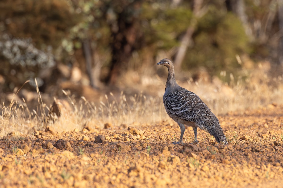 Великоніг строкатий - ML646686184